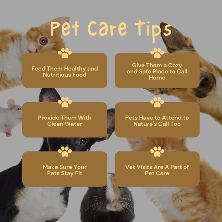 10 Responsible Pet Care Tips Every Pet Owner Should Know