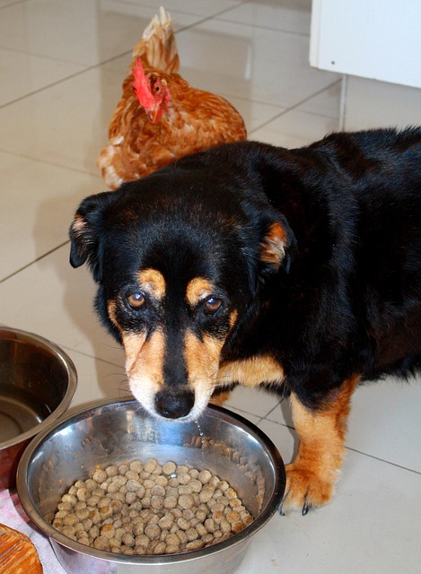 Download free HD stock image of Dog Chicken Free Dog Chicken photo and picture