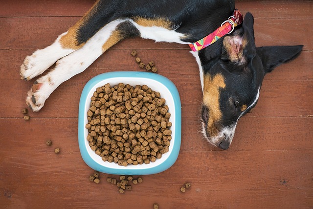 Download free HD stock image of Dog Pet Free Dog Pet photo and picture