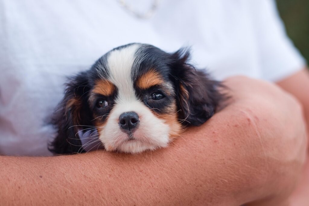 Download free HD stock image of Dog Puppy