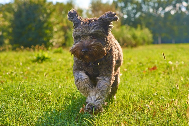 Download free HD stock image of Dog Nature