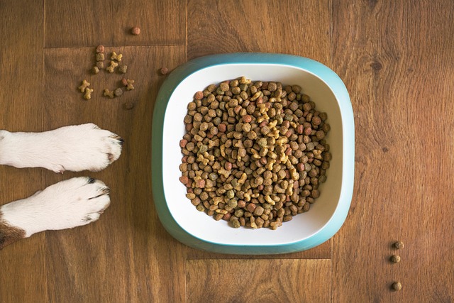 Download free HD stock image of Dog Food Dog Bowl Free Dog Food Dog Bowl photo and picture
