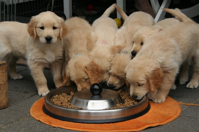 Download free HD stock image of Golden Retriever Puppy Free Golden Retriever Puppy photo and picture