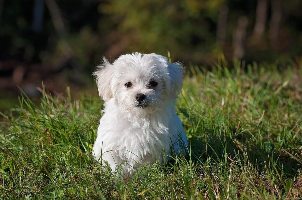 How Long Does It Take to Potty Train a Puppy