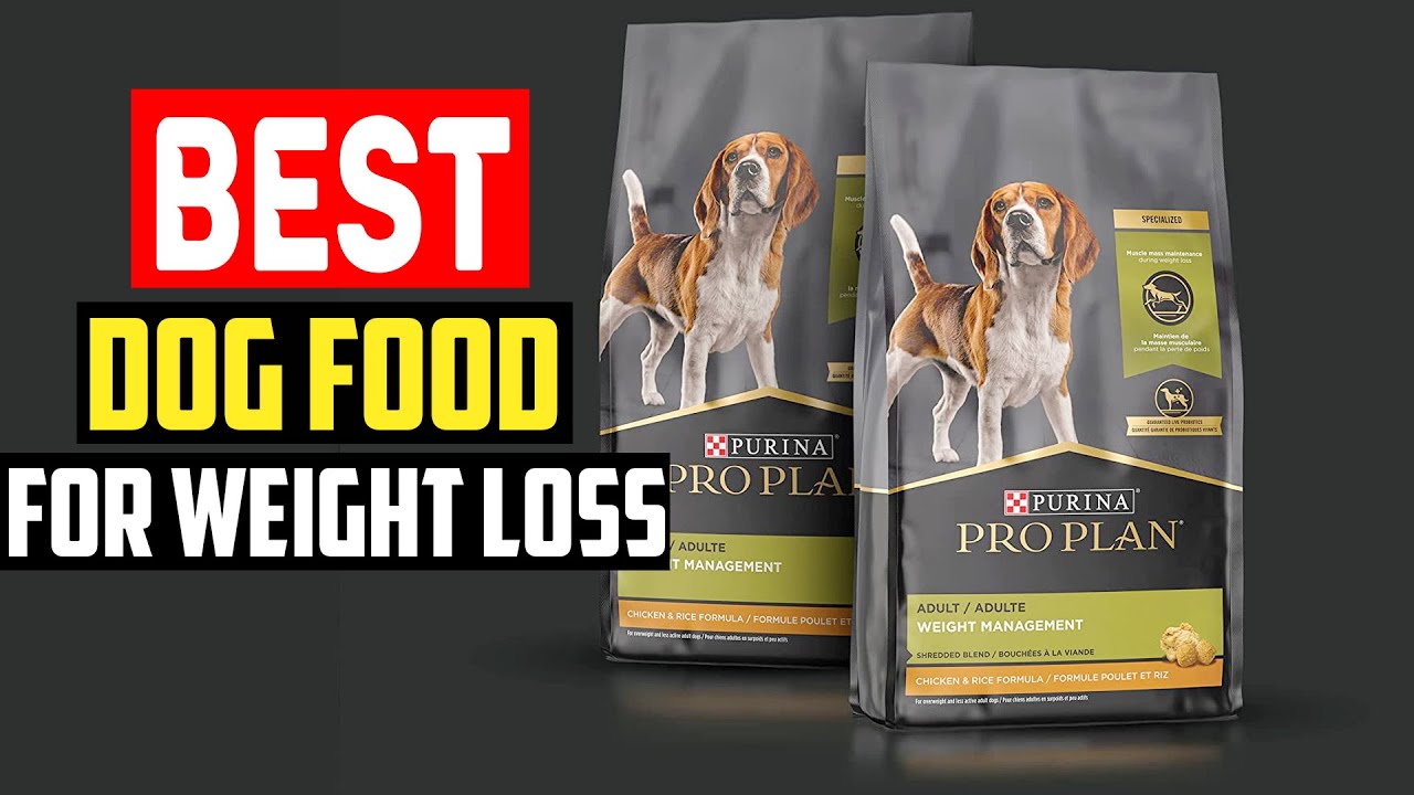 Best Dog Food for Weight Loss