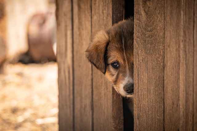 Download free HD stock image of Pet Dog