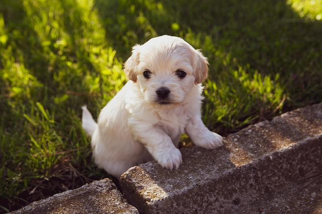 Download free HD stock image of Puppy Dog