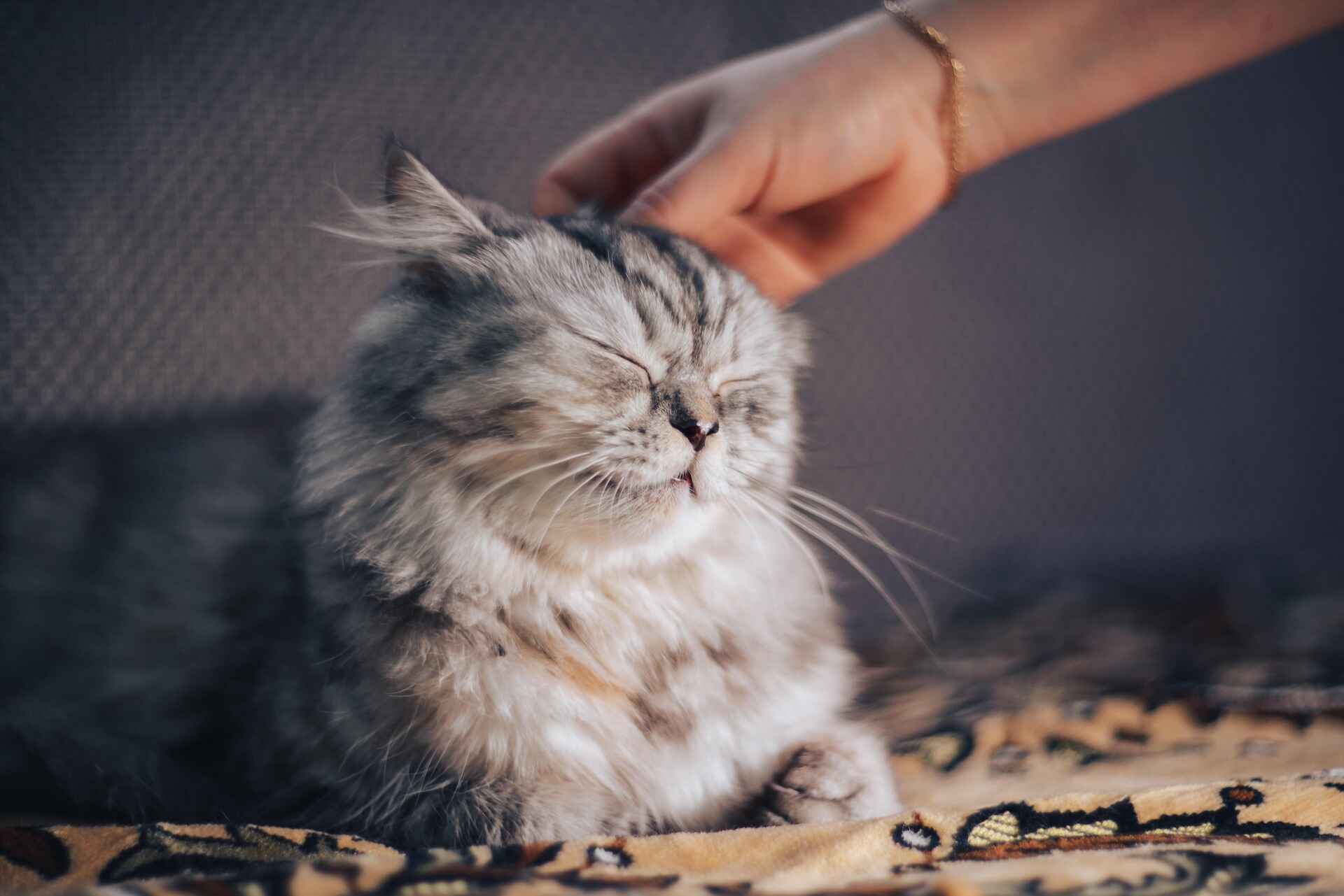 pet care tips