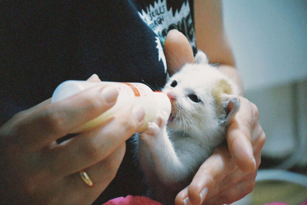 how to feed kittens