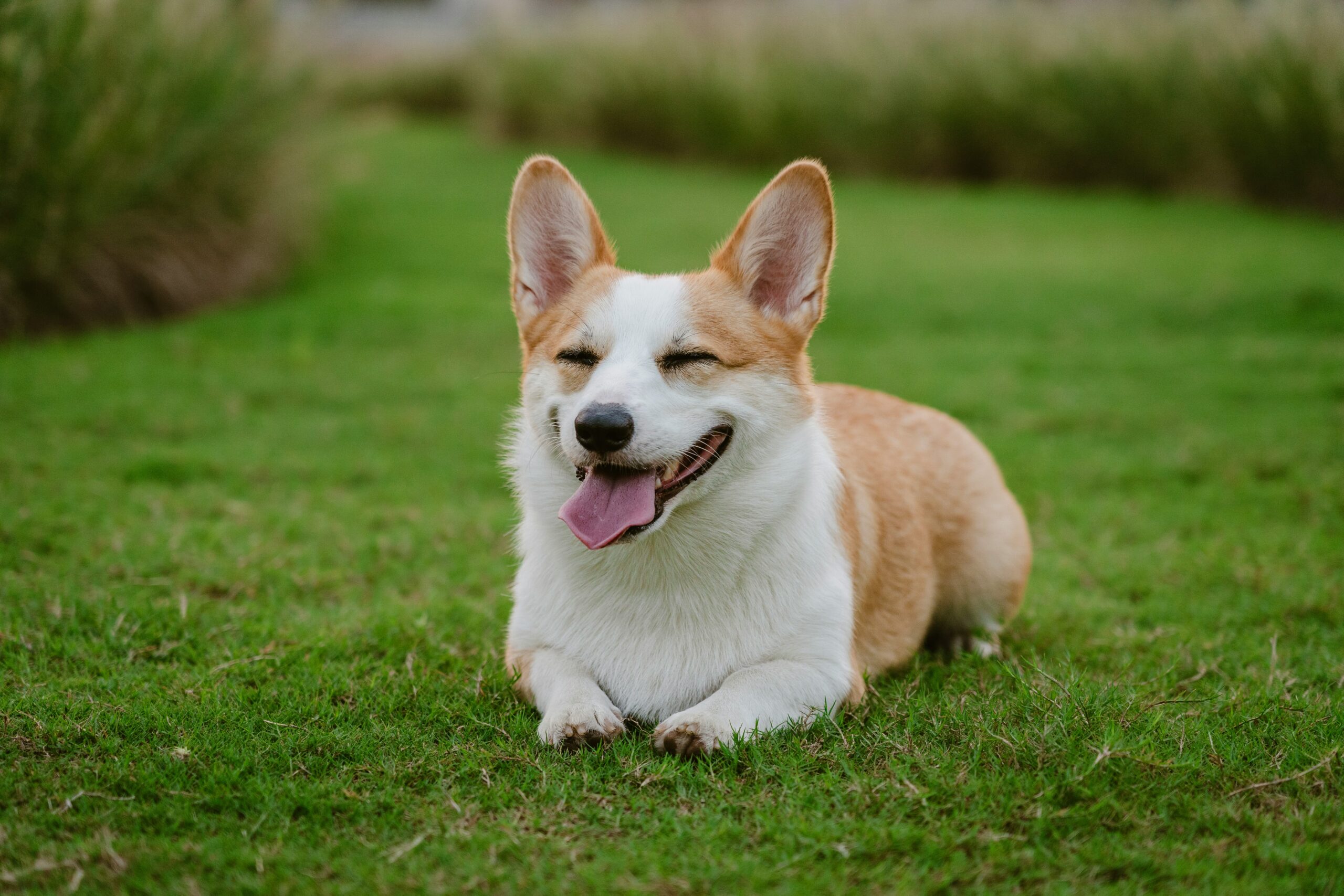 Choosing the Right Dog Breed