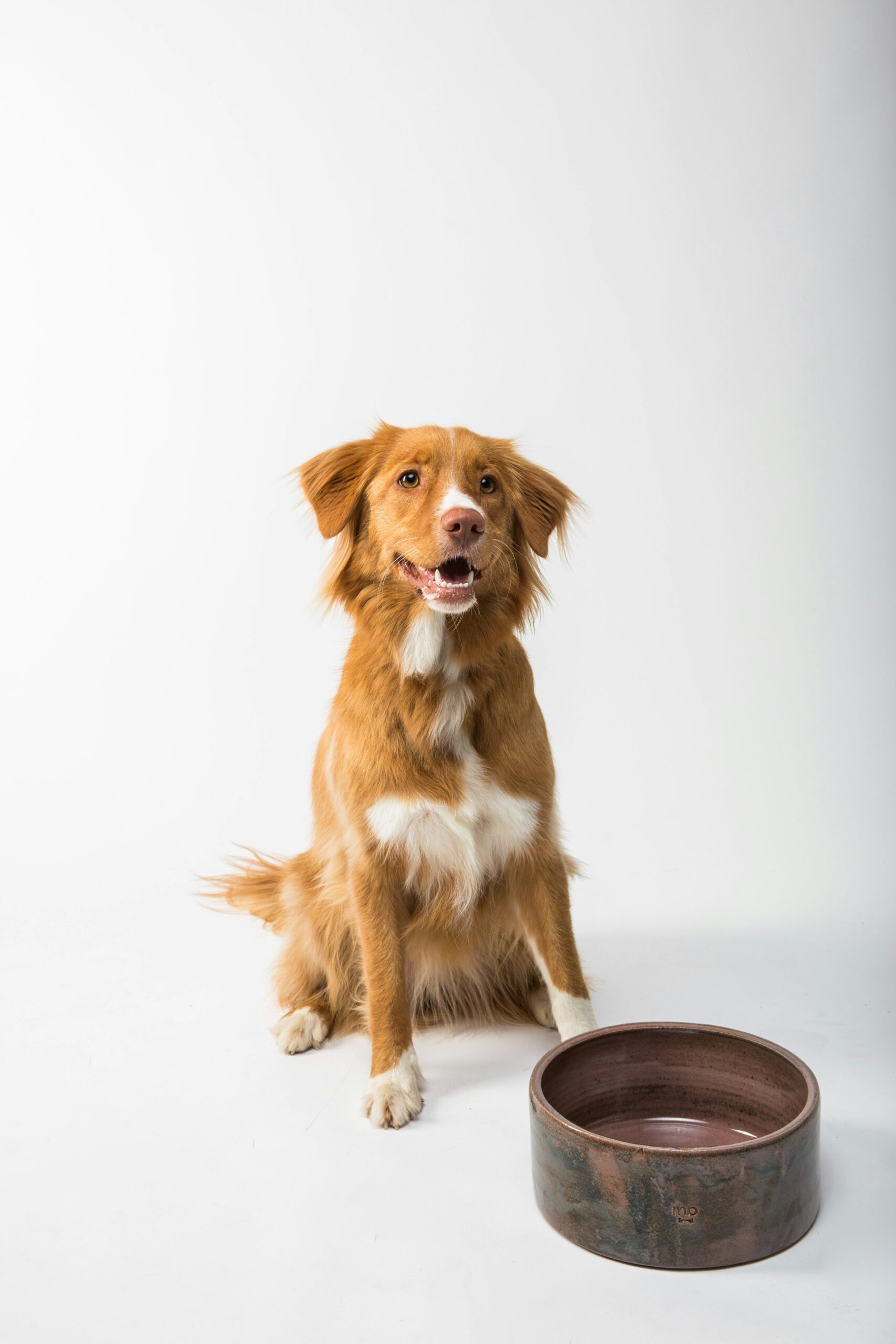 How to Stop Your Dog from Barking