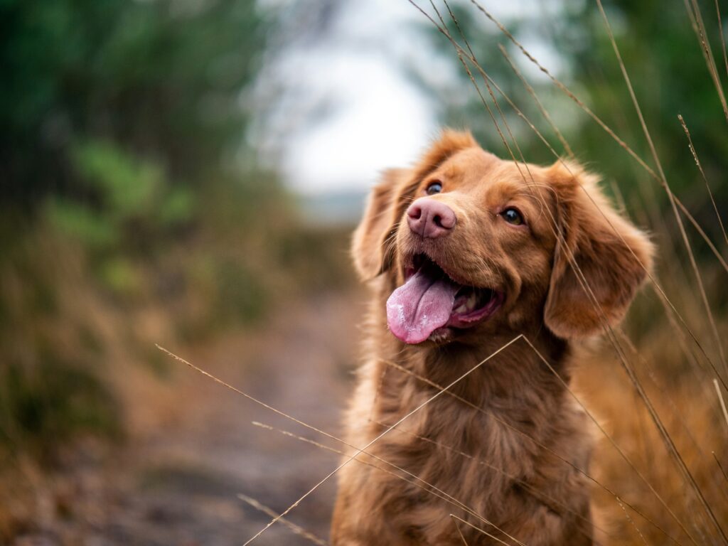 Dog healthy