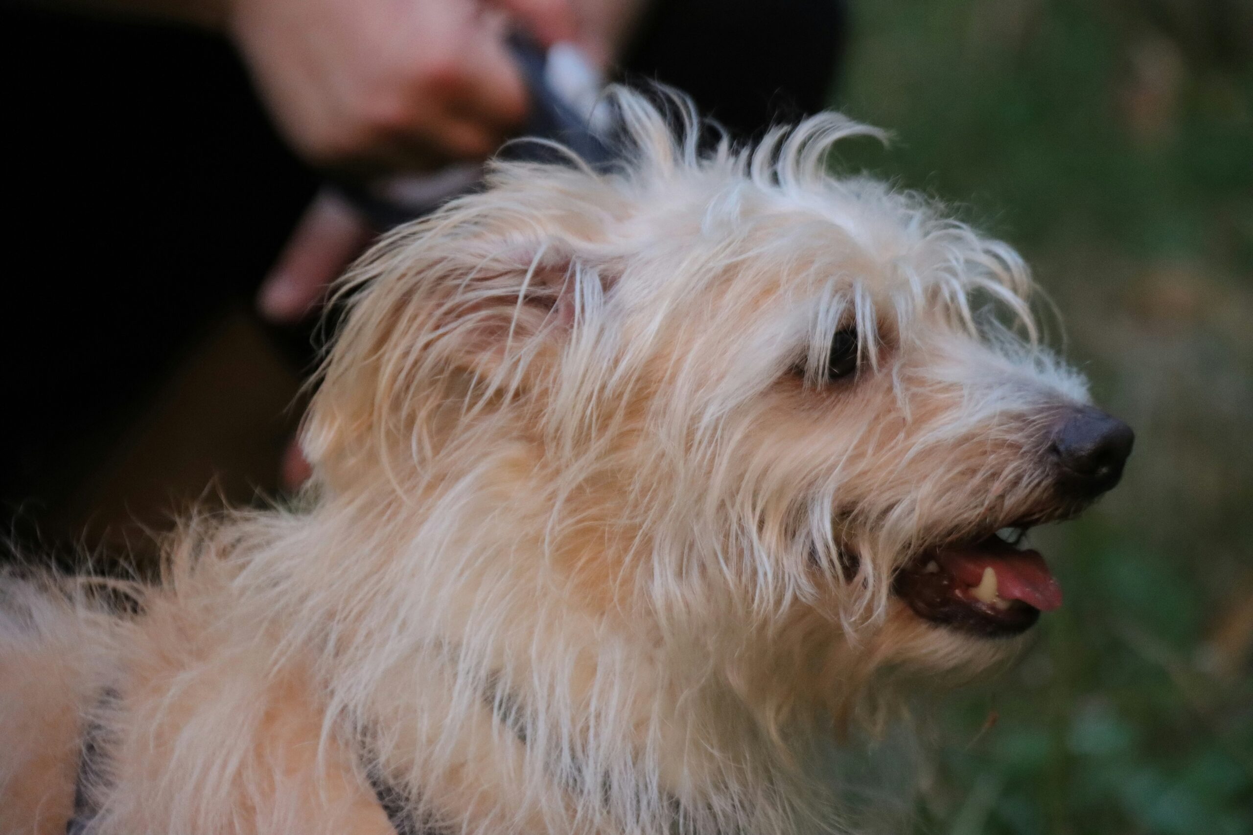 Best Food for Dogs with a Sensitive Stomach