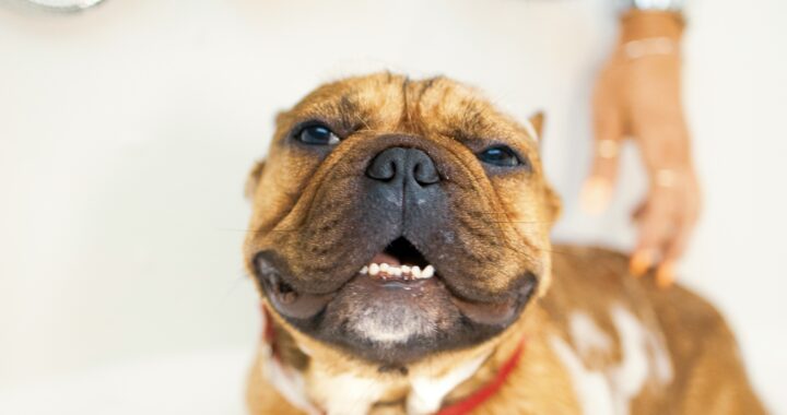 things dogs hate that humans do