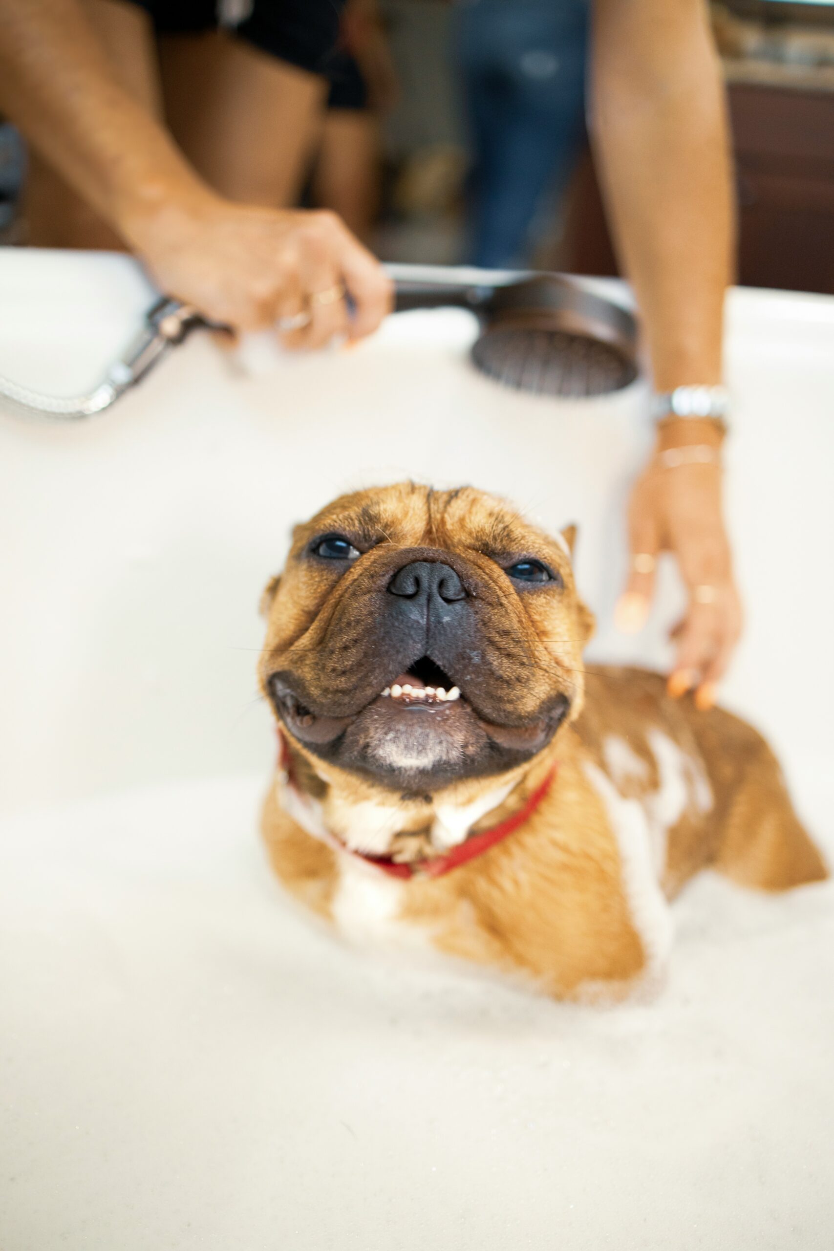 How Often Should You Bath Your Dog?
